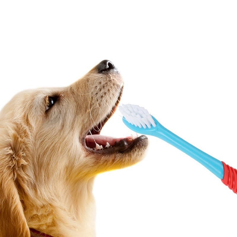 Lemmikloomade hambahari